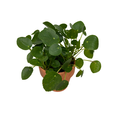 Pilea Money Plant in Clay 4 Inch