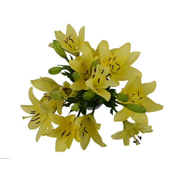 D.I.Y. Yellow LA Hybrid Lilies