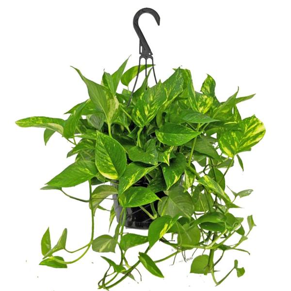 Save on Hanging Basket Plant Order Online Delivery Food Lion