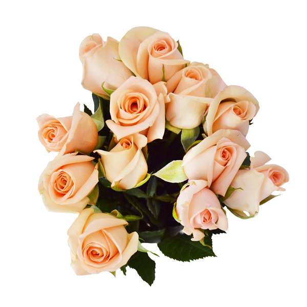 Everyday Roses (Colors May Vary)
