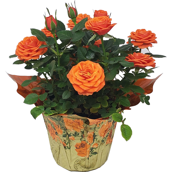 Giant Rose Plant 4.5 Inch (Colors May Vary)