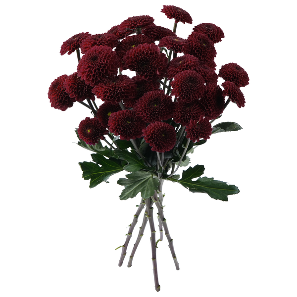 Stop & Shop D.I.Y. Spray Mums Red