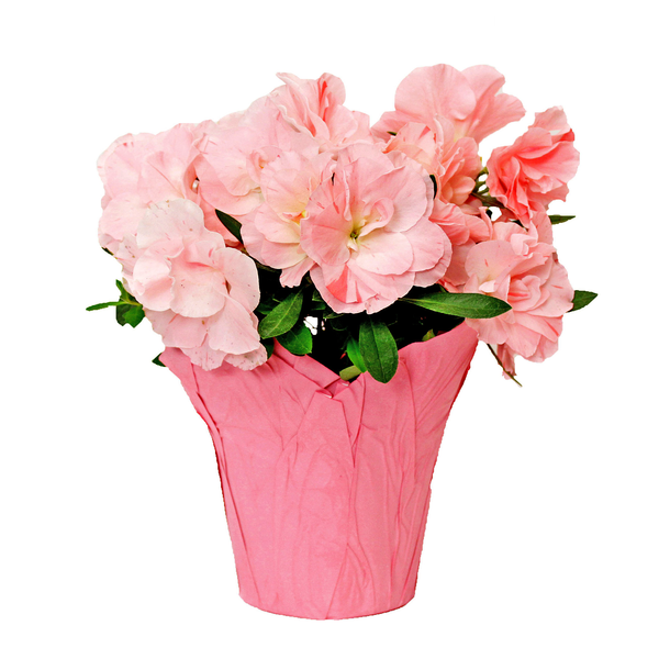 Azalea 4 Inch