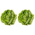 Hydroponic Lettuce