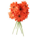 Giant Gerbera Orange
