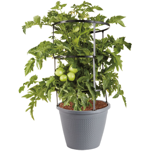 Bonnie Plants Husky Cherry Red Tomato Potted Plant