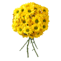 Giant Daisy Yellow