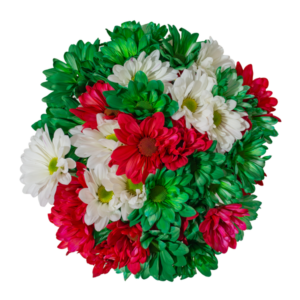 Tinted Daisies (Holiday)