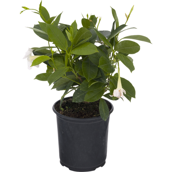 Dipladenia