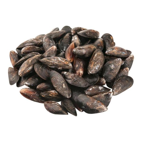 Live Mussels Fresh