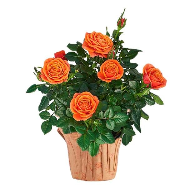 Rose Plant Mini 4 Inch Pot (Colors May Vary)