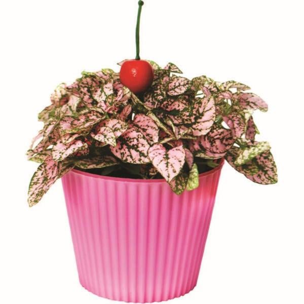 Polka Dot (Pink Splash) Plant 4.5 Inch