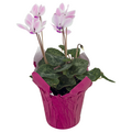 Cyclamen 4.5 Inch (Colors May Vary)