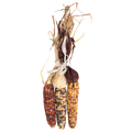 Mini Indian Corn