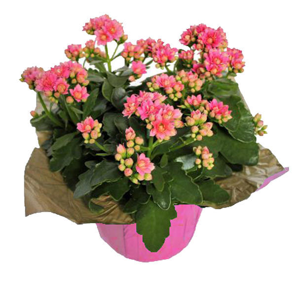 Assorted Blooming Plants