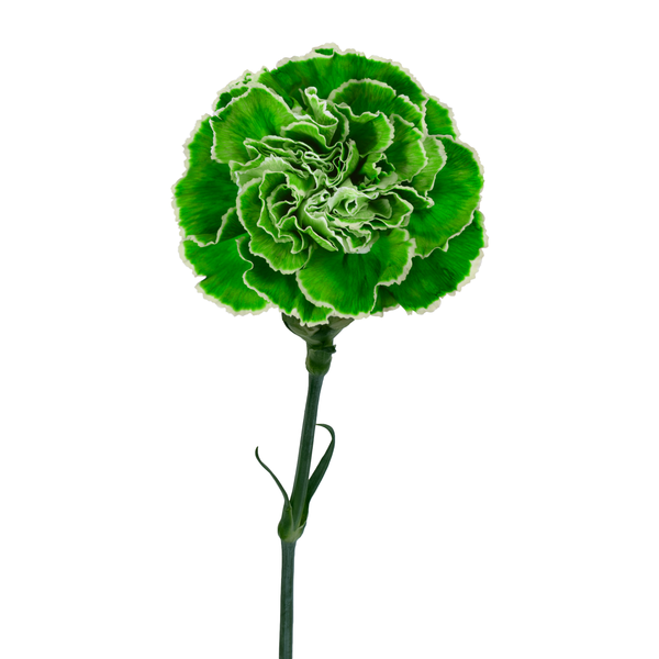 Green Carnation