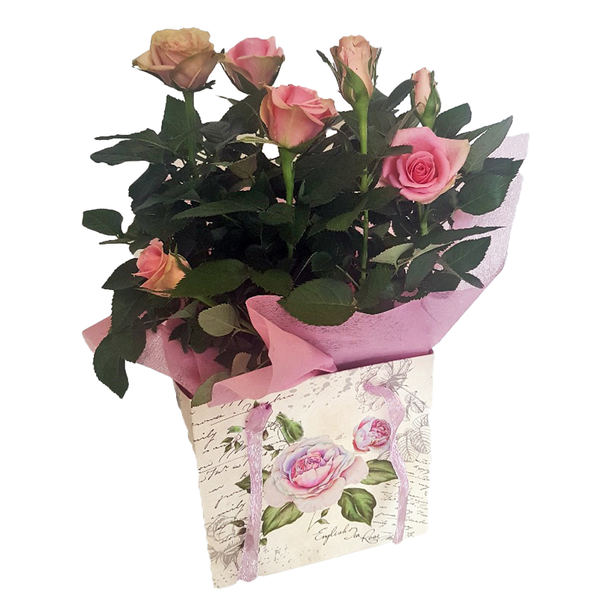 Mini Roses in Gift Bag