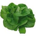 Boston Lettuce