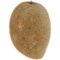 Mamey Sapote