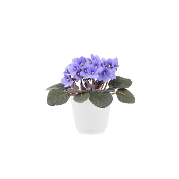 African Violets 4 Inch Pot (Assorted Colors)