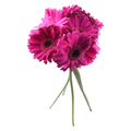 Giant Gerbera Purple