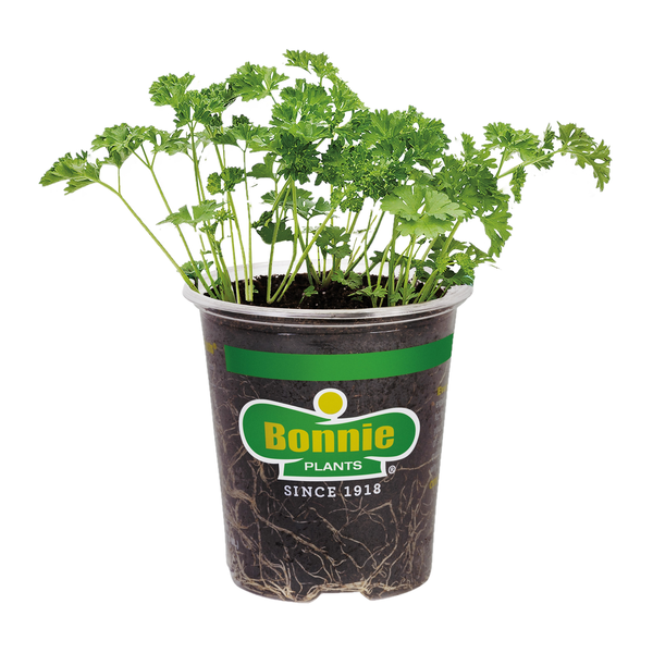 Bonnie Plants Curled Parsley Potted Plant
