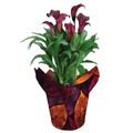 Calla Lily Purple 4 Inch