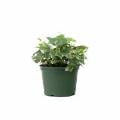 Ivy Plant Assorted 4 Inch
