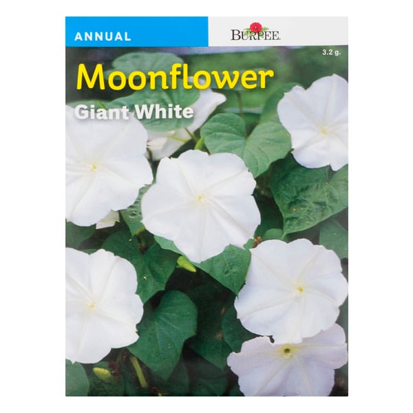 Burpee Annual Moonflower Giant White