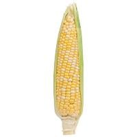 Bi-Color Sweet Corn