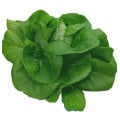 Hydroponic Butter Lettuce