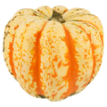 Carnival Squash