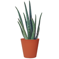 Aloe 4 Inch