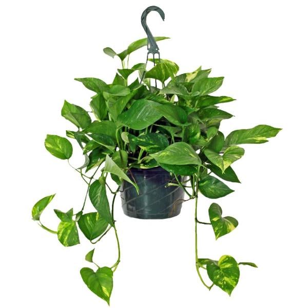 Hanging Basket 8 Inch