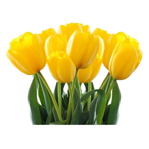 Cut Tulips